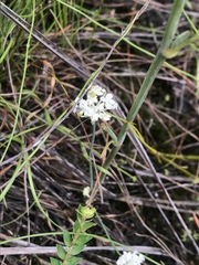 Trachymene anisocarpa