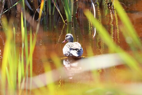 iNaturalist: (c) jandutoit, some rights reserved (CC BY-NC) iNaturalist image