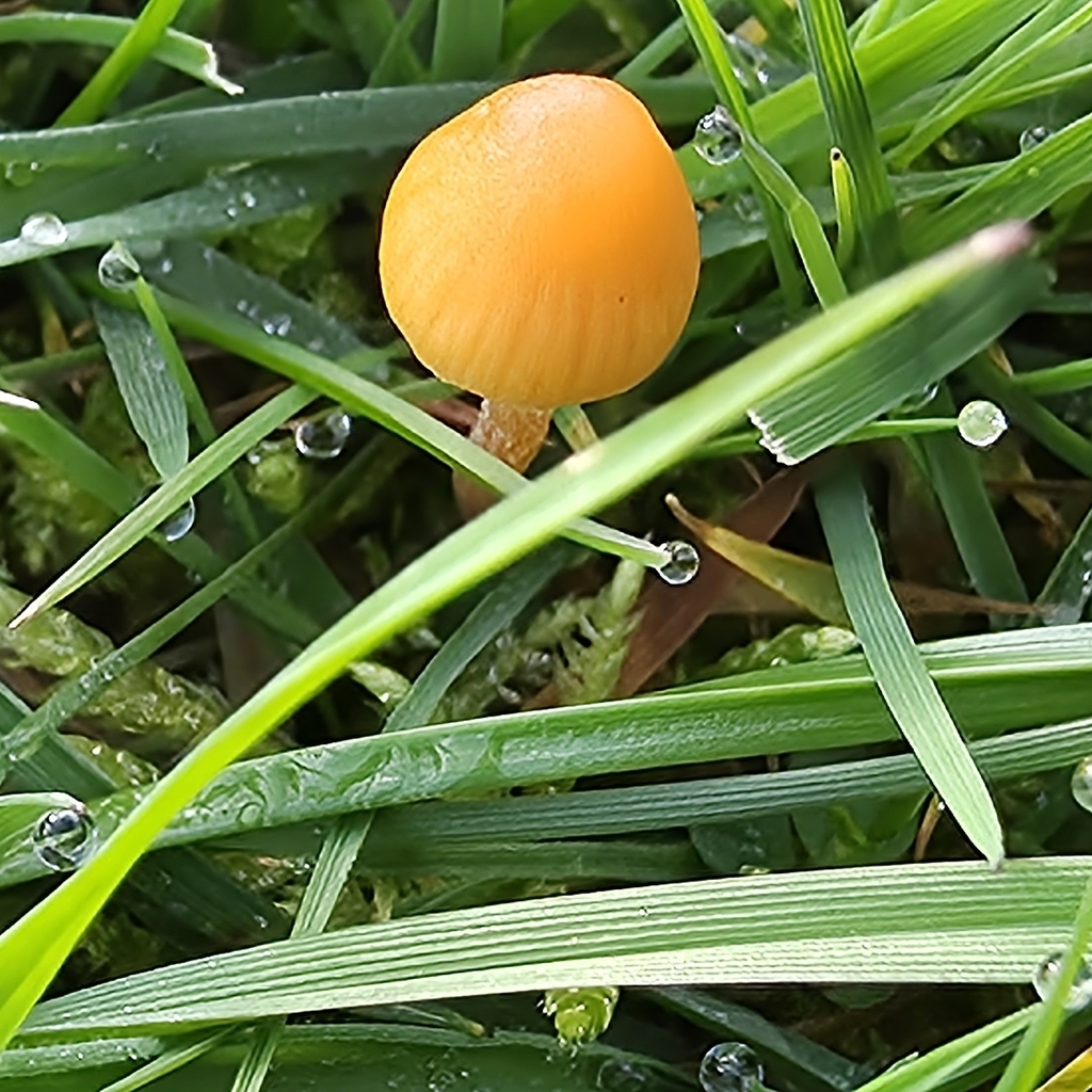 Galerina · March 2026 · photo: © sabear (iNaturalist, cc0)