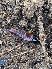 Hesperus baltimorensis