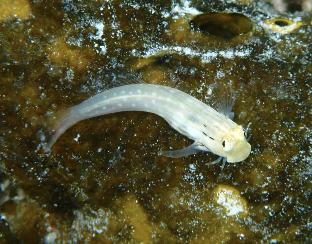 Coral Blenny