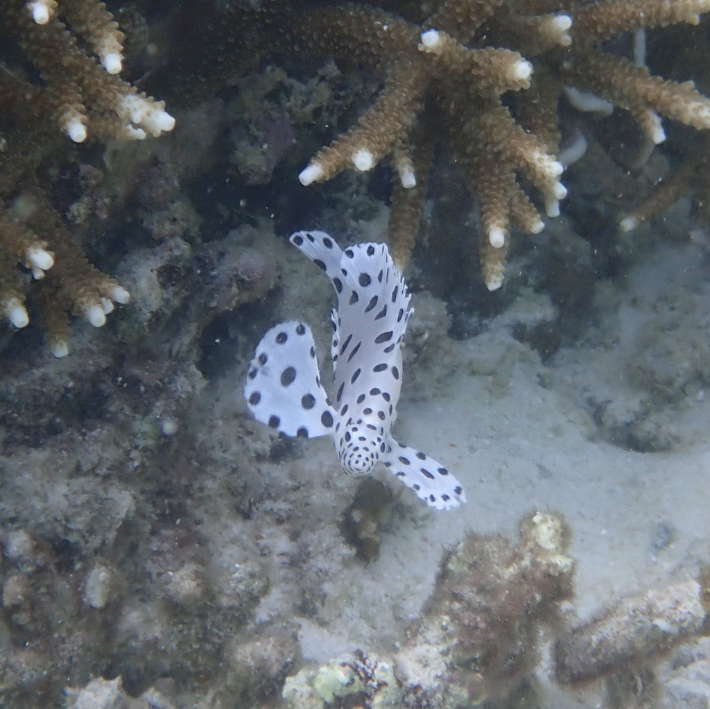Humpback Grouper (Chromileptes altivelis) - recorded at Yangello