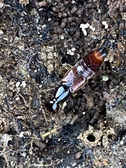 Hesperus baltimorensis