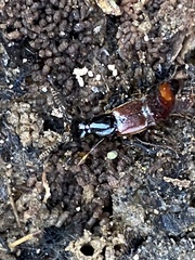 Hesperus baltimorensis