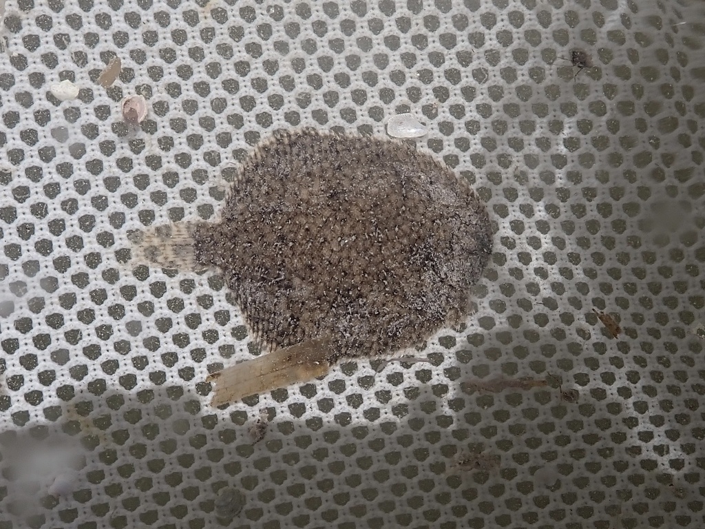 Scrawled sole (Trinectes inscriptus) — Achiridae
