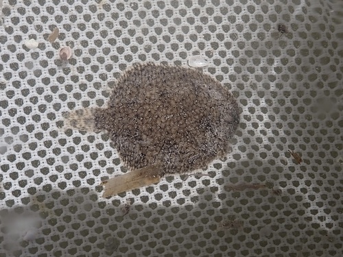 Scrawled sole (Trinectes inscriptus) — Achiridae
