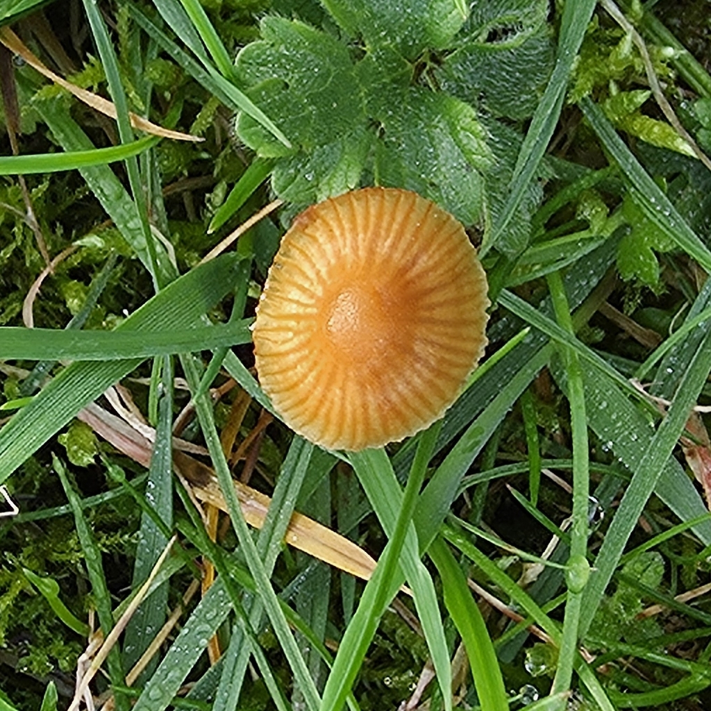 Galerina · March 2026 · photo: © sabear (iNaturalist, cc0)
