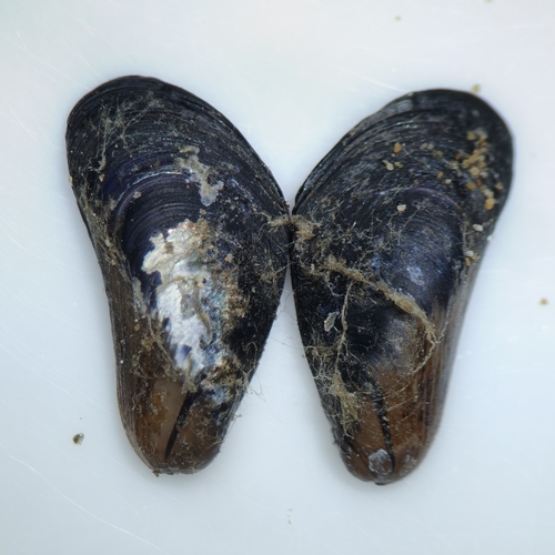 Vignadula atrata observed 2026-03-16