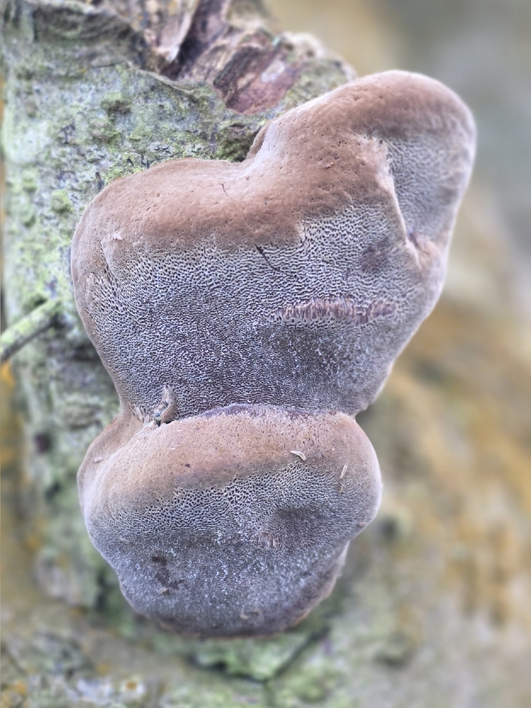 Phellinus pomaceus · March 2026 · photo: © sabear (iNaturalist, cc0)