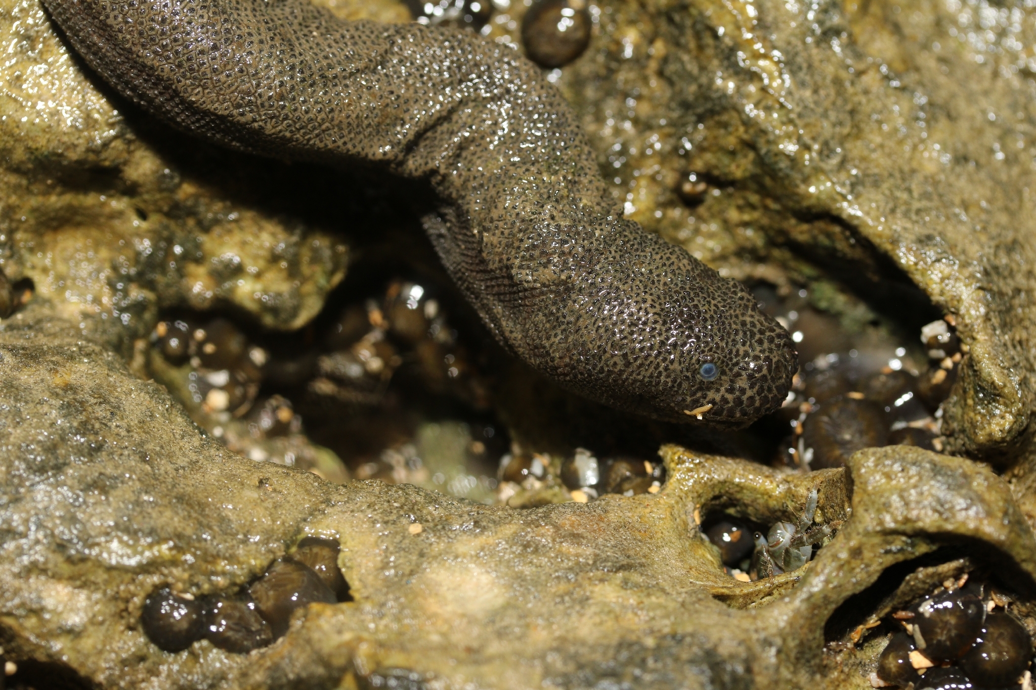 Acrochordus granulatus (Schneider, 1799)