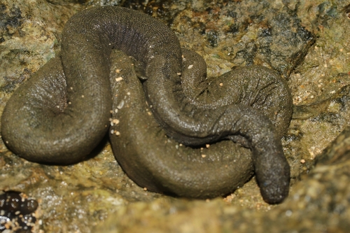 Little File Snake