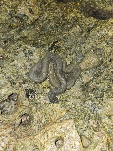 Little File Snake