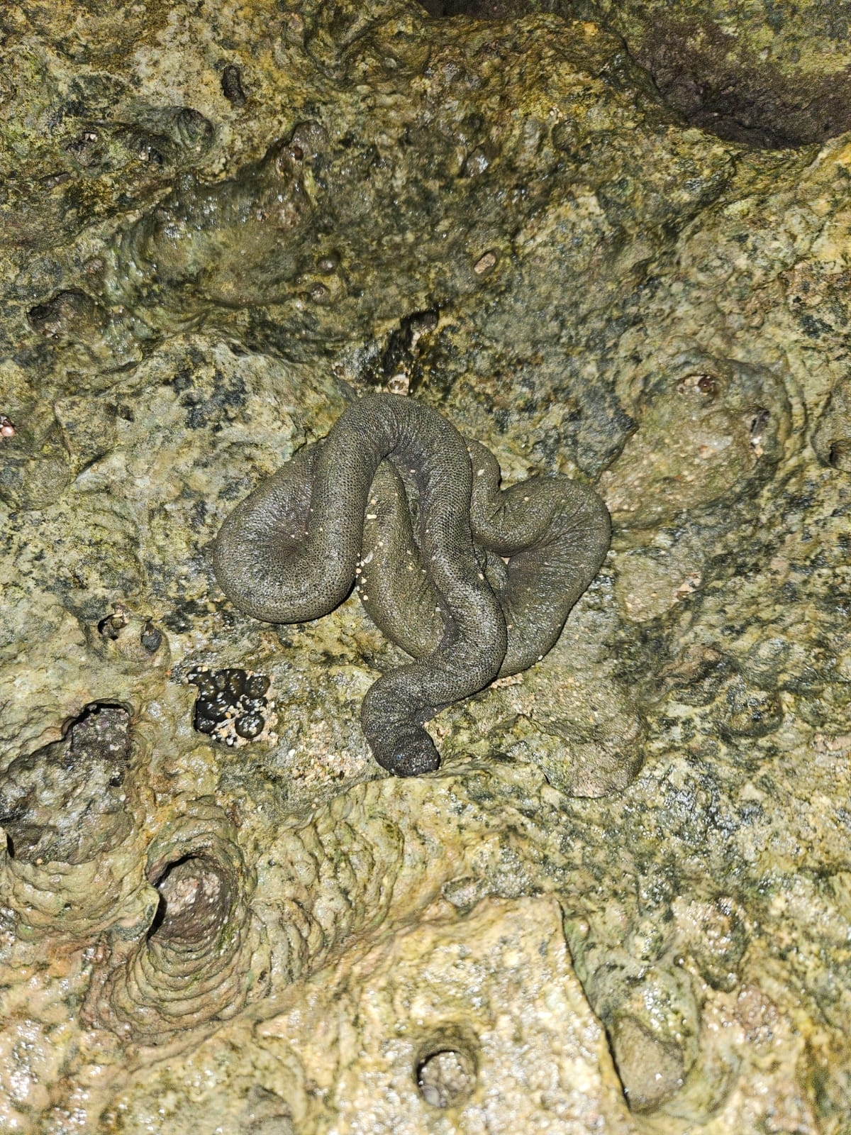 Acrochordus granulatus (Schneider, 1799)