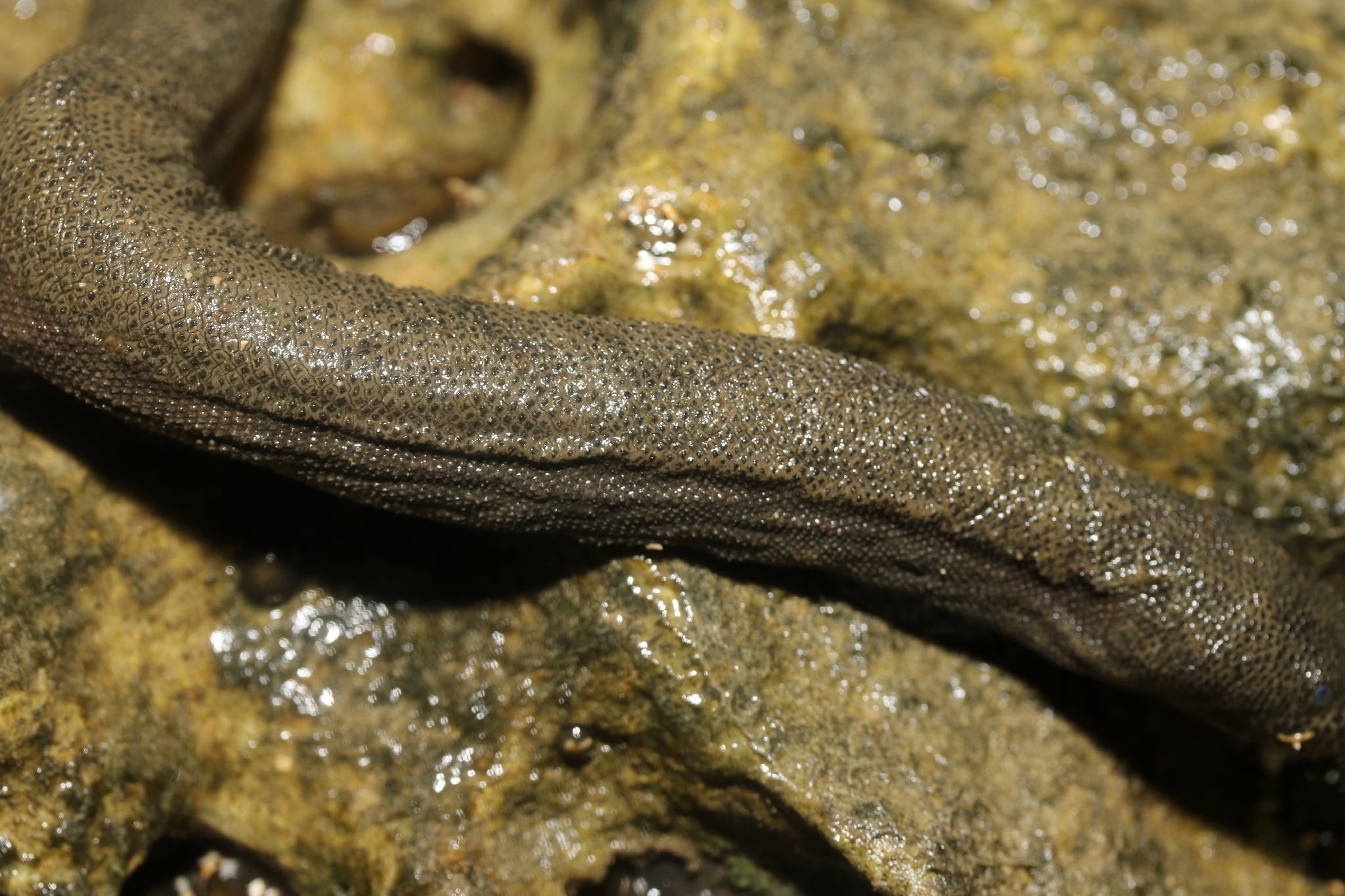 Acrochordus granulatus (Schneider, 1799)