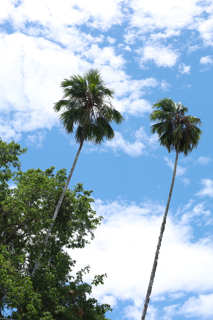 Kè đỏ – Saribus rotundifolius