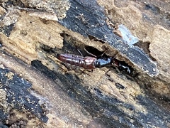 Hesperus baltimorensis