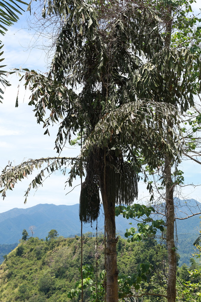 Móc mương – Caryota rumphiana