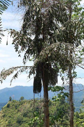 Caryota rumphiana observed 2025-09-18