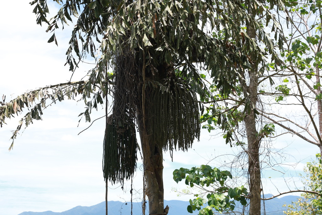 Caryota rumphiana; photograph (c) Fabian Brambach, some rights reserved (CC BY)