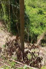 (c) Fabian Brambach, some rights reserved (CC BY) Caryota rumphiana, photograph (c) Fabian Brambach, some rights reserved (CC BY)