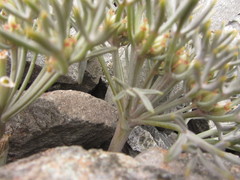 Lignocarpa carnosula