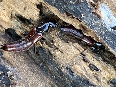 Hesperus baltimorensis