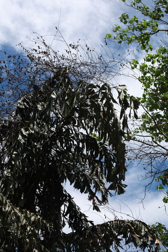 Caryota rumphiana