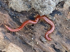 Strigamia bothriopus