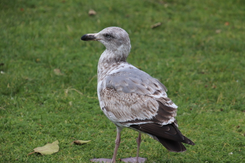 Gaviota argéntea americana (Larus smithsonianus)