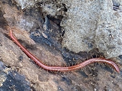 Strigamia bothriopus