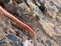 Strigamia bothriopus