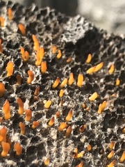 Calocera sinensis