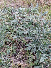 Phacelia imbricata imbricata