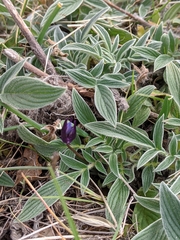 Phacelia imbricata imbricata