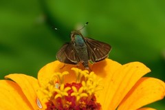 Niconiades incomptus