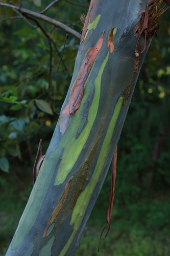 Eucalyptus deglupta