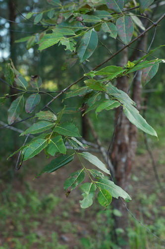 Eucalyptus deglupta
