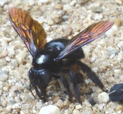 Biluna