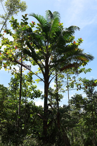 Pigafetta elata, photograph 4