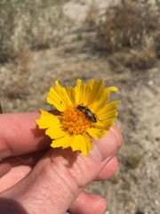 Eupompha elegans perpulchra