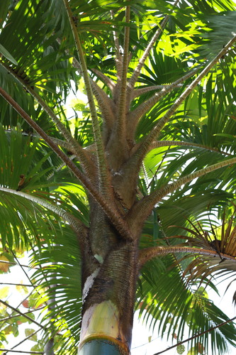 Pigafetta elata, photograph 2
