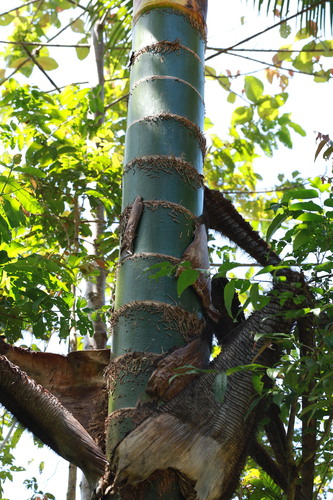 Pigafetta elata, photograph 1