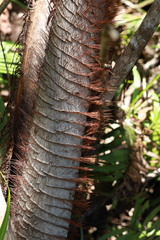 Pigafetta elata, photograph (c) Fabian Brambach, some rights reserved (CC BY)