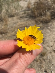 Eupompha elegans perpulchra