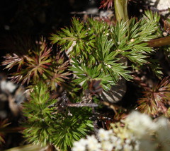 Anisotome haastii