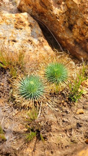 Psammotropha myriantha, 2026-03-17