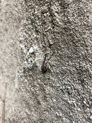 Apleurus albovestitus