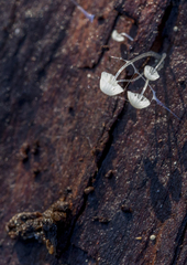 Mycena albidocapillaris