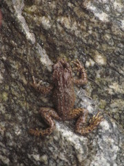 Scutiger