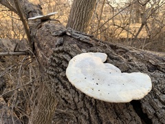 Trametes elegans